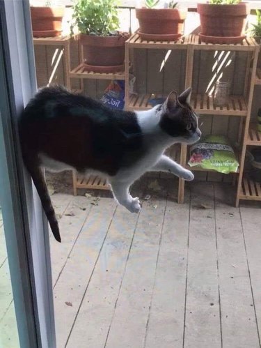 A cat between a screen door and a sliding glass door, who appears to be walking in mid-air