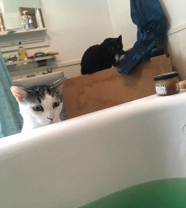 cat not sure what to think of woman in bathtub