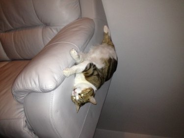 A stripey cat with a white belly is upside down, seemingly stuck to the side of a white couch.