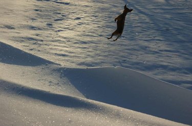 A small dog jumping off of a snowy hill, looking like he's flying