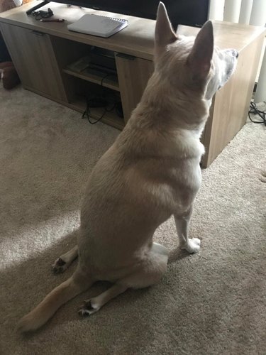 A white dog sitting down with his hind legs facing straight back