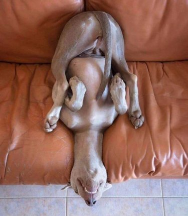 A dog sleeping on a couch in a very strange upside-down position.