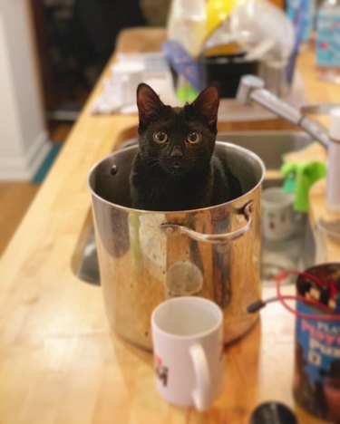 cat in big pan
