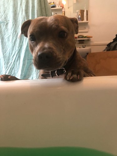 dog not sure what to think of woman in bathtub