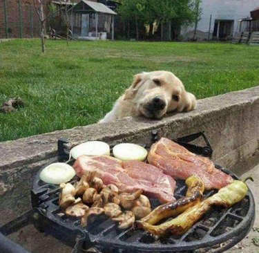 dog stares at bbq food longingly
