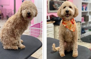 dog gets makeover.