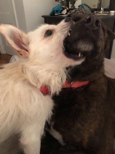 patient dog lets other dog mouth it