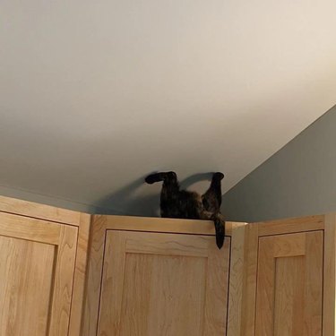 A photo of some kitchen cabinets, on top of which two little hind kitty legs are sticking out and touching the ceiling.