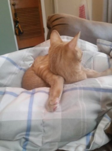 An orange cat sits on a bed with its back leg twisted bizarrely around its body.