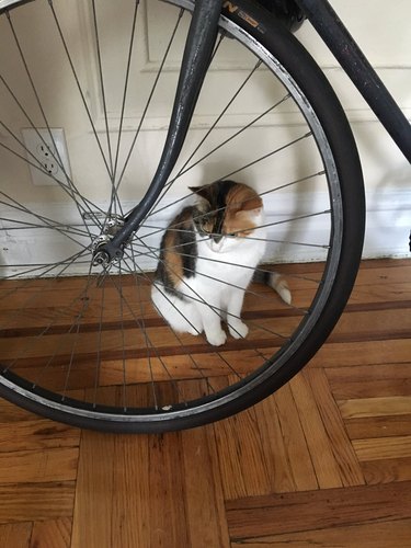 cat hiding behind bicycle wheel