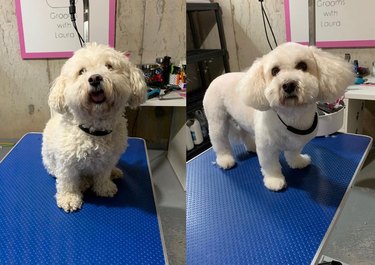 dog gets spa makeover.