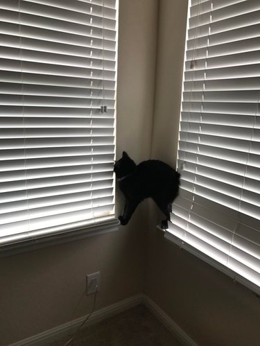 A small black cat balancing on two window panes in the corner of a room.