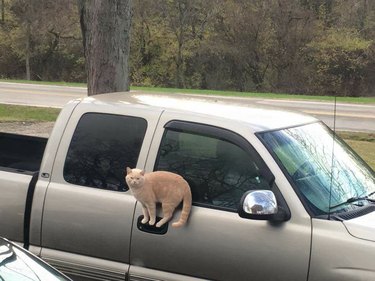 An orange cat somehow balancing on the door handle of a pickup truck.