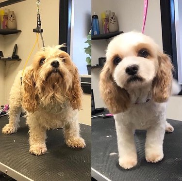 king charles cavachon before and after grooming.