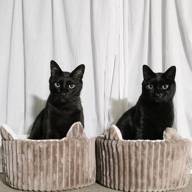 two black cats in matching felt cat beds.