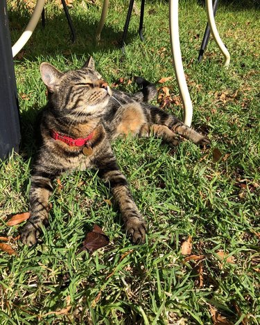 cat worshipping the sun in a backyard.