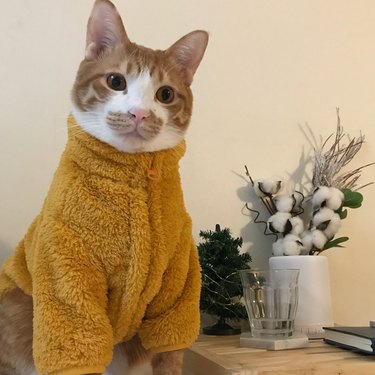 cat in a bathrobe onesie