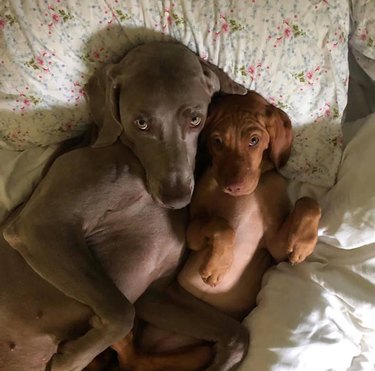 dogs cuddled up together are scary cute