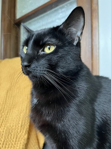 black cat with sleek coat.