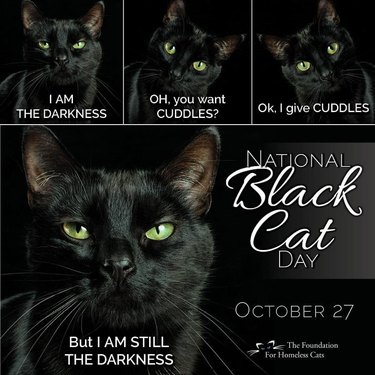 black cat is the darkness.