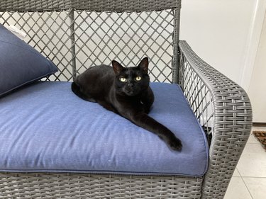 black cat on couch with paw extended.