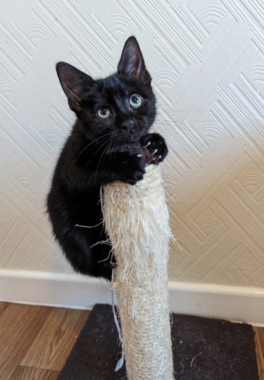 black cat hugging scratching post.