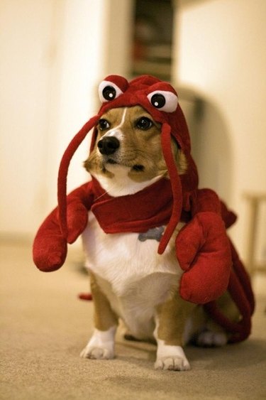 corgi in lobster costume