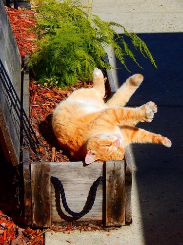 cat sun bathing in garden planter.