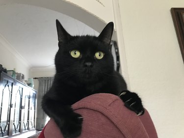 black cat resting on person's shoulder.