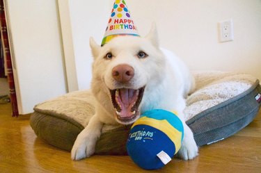 dog celebrates birthday