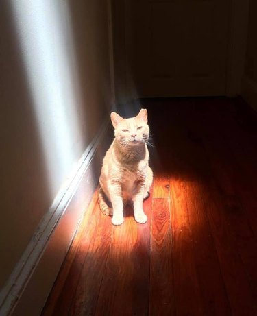 cat sitting in sunny spot on a wood floor.