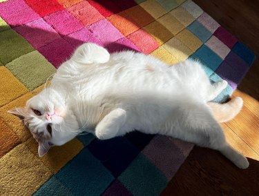 cat sunbathing on a rainbow grid rug.