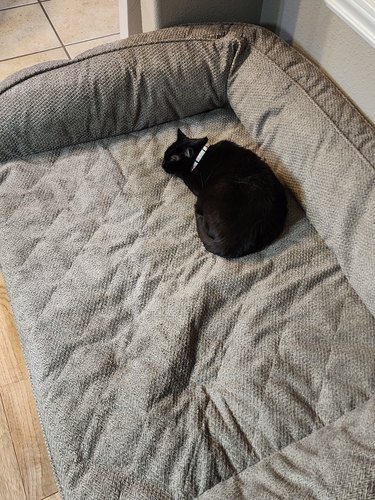 black cat steals golden retriever's bed.