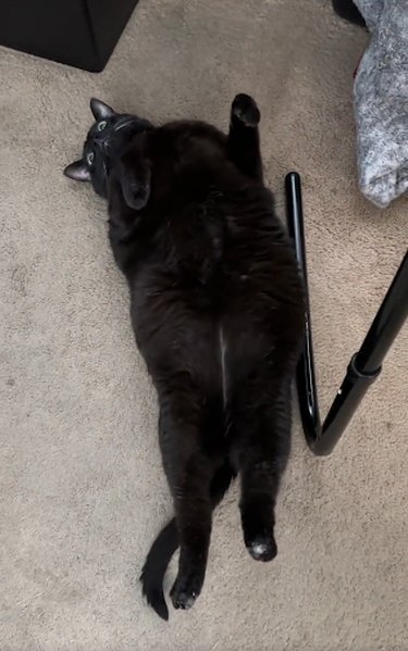 black cat exposing big belly.