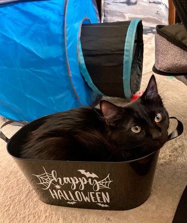 black kitten in basket that reads "Happy Halloween".