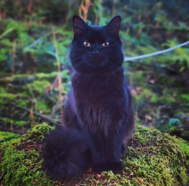 black cat posing in regal fashion.