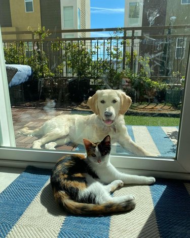 cat and dog catching sun.