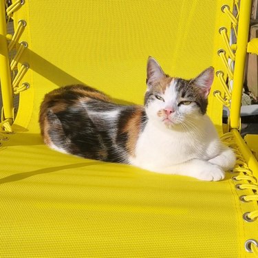 cat baking in sunny spot on a bright yellow chair.