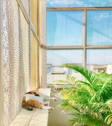 cat sleeping next to a sunny window.