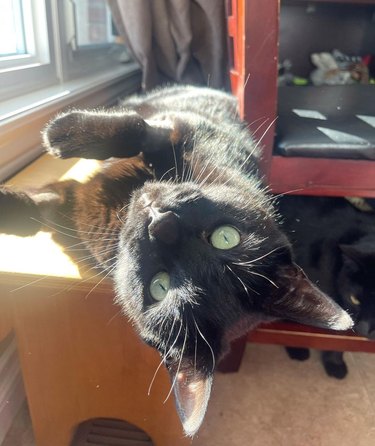 black cat loves the sun.