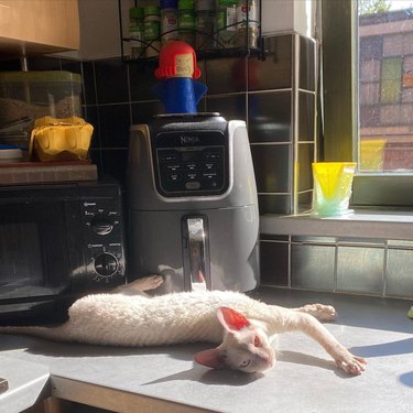 cat moves when the sun moves on a countertop.