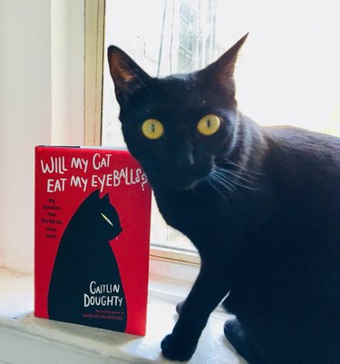 black cat wants to eat your eyeballs