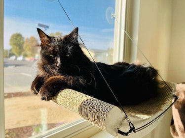 black cat sleeping in window hammock bed.