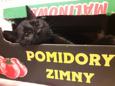 black cat sleeping in tomato produce box.