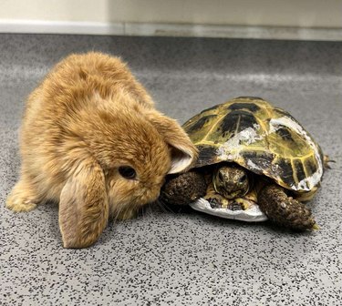 Bunny and similarly sized turtle cuddle on a countertop.