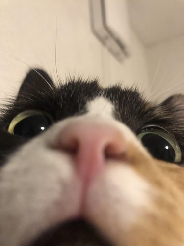 Calico cat with face very close to camera.