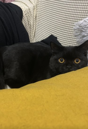 Black cat hiding in chair.