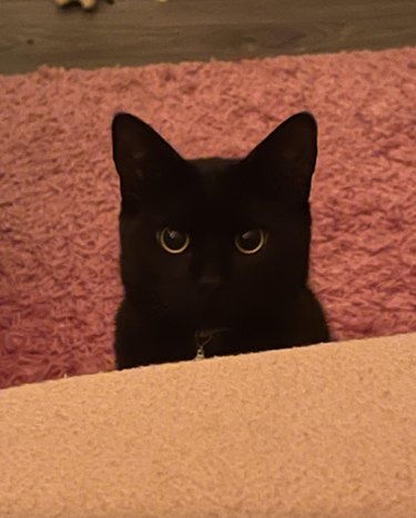 black cat staring at their human.