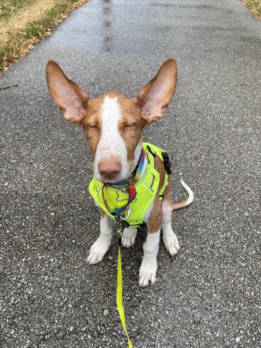 Ibizan Hound puppy with very large ears.
