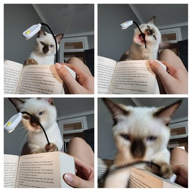 Cat attempts to play with book light while person reads.